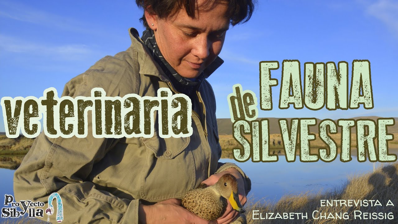 🐧🦌¿Cómo trabajar en VETERINARIA de FAUNA SILVESTRE? 🐵🐗[entrevista a Elizabeth Chang Reissig]🤠👩‍🔬