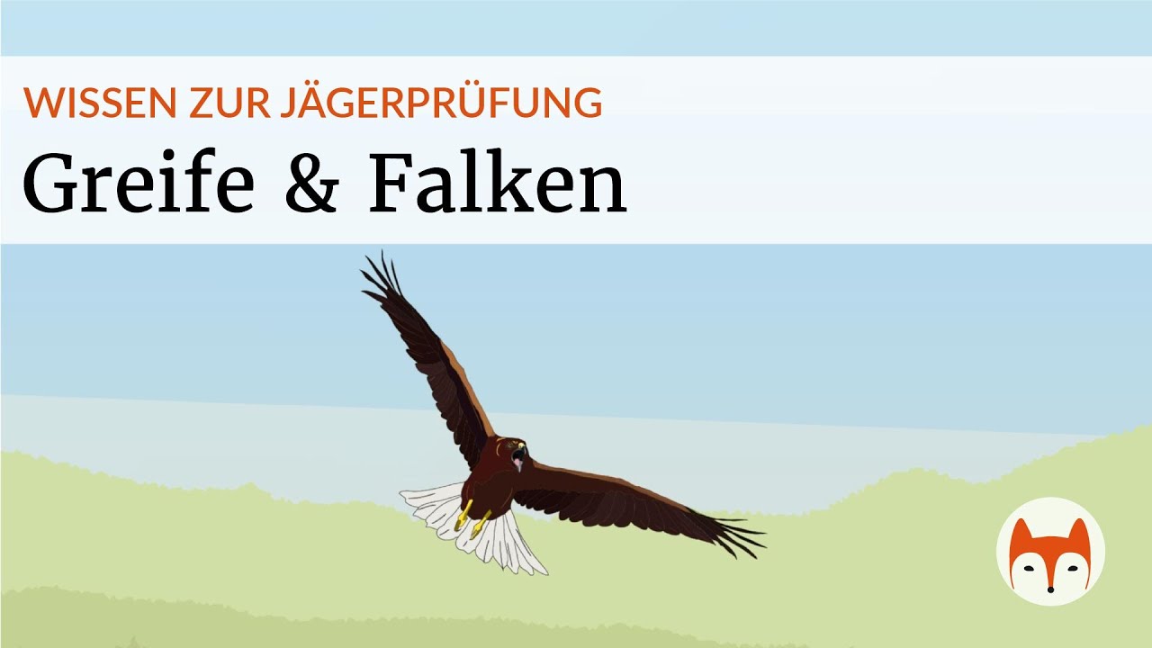 🦅 Greifv&ouml;gel im Jagdrecht &ndash; erkennen, unterscheiden, sch&uuml;tzen 🛡️