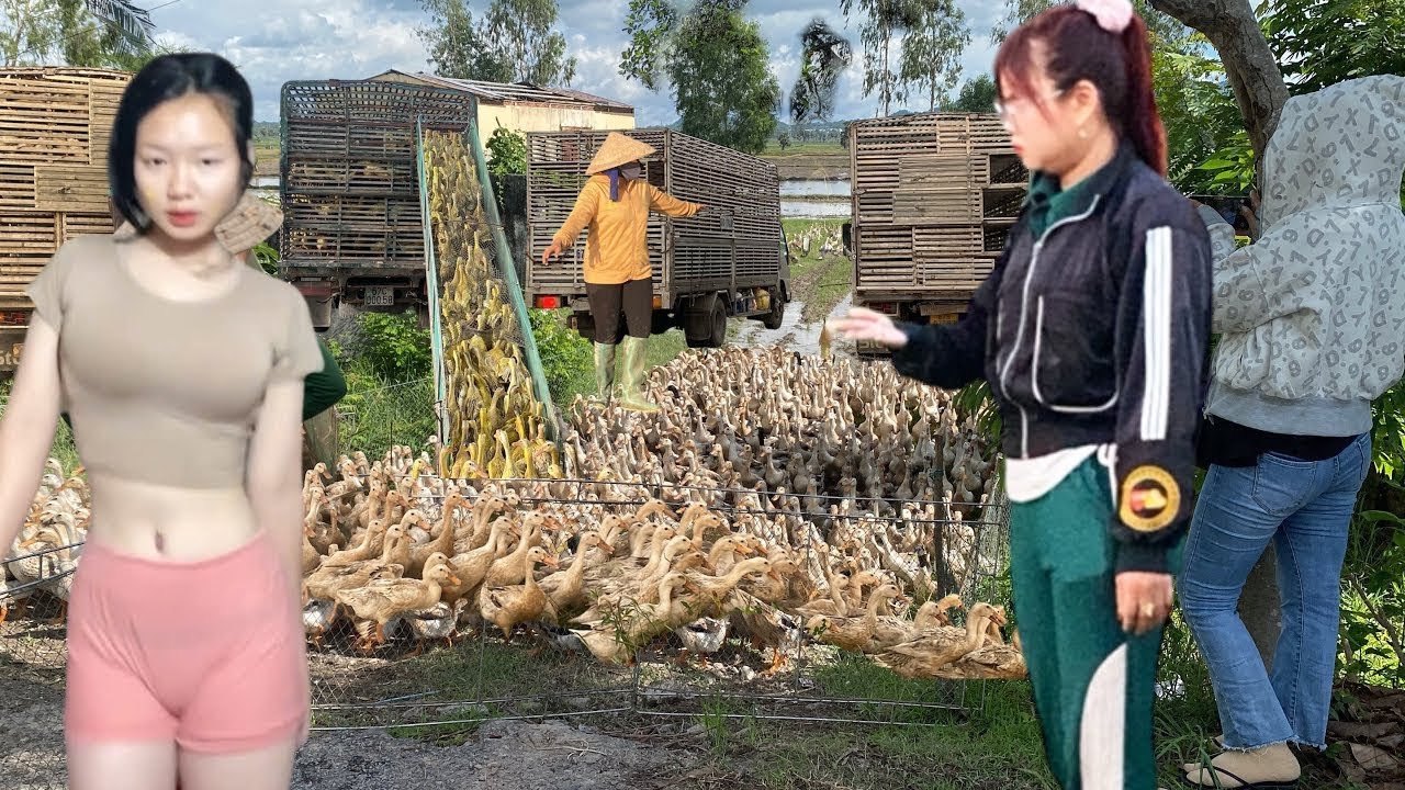 Full: Video of farm ducks in chaos in the field when transported to new land