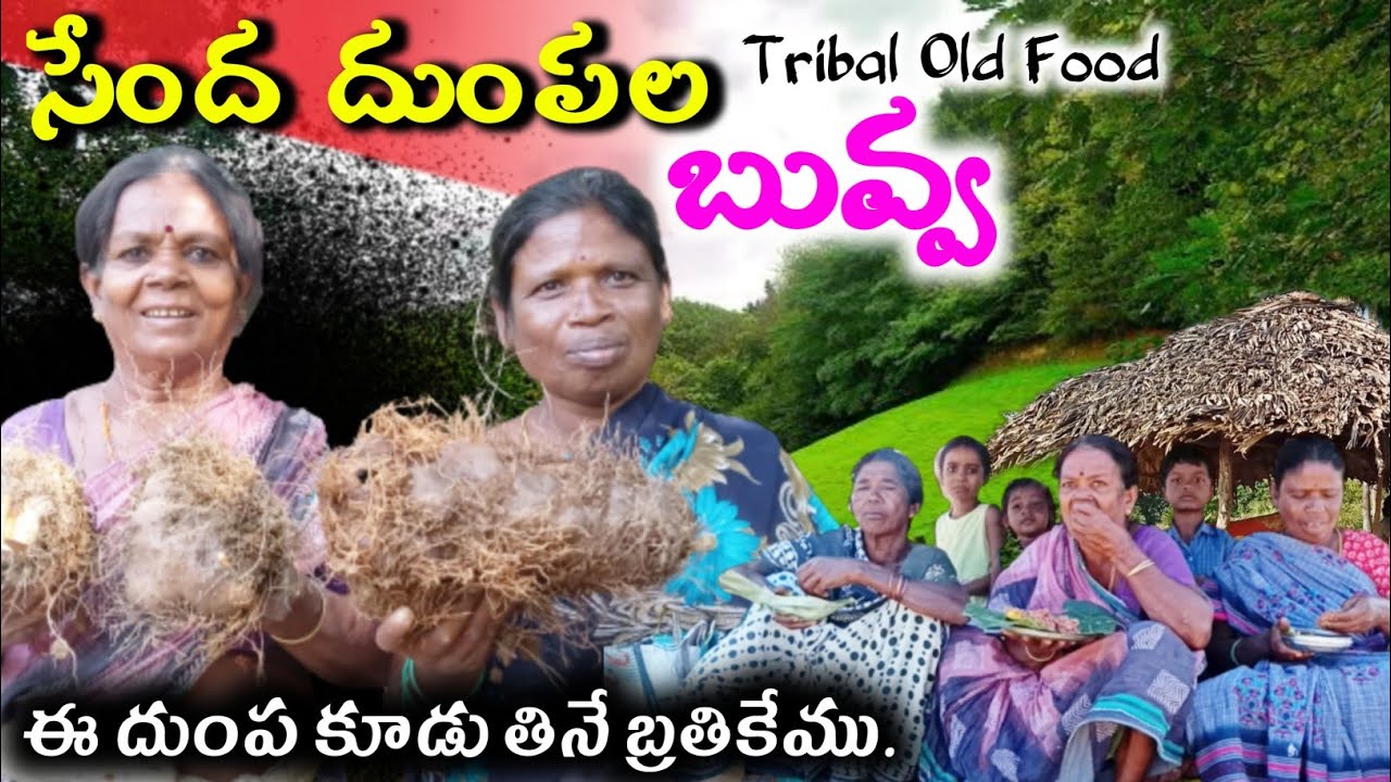 అడవిపందులు కూడాతినని సేంద దుంపలతో బువ్వ వండి తిన్నాం|Primitive food of tribals#telugu vlog@TribalMirror