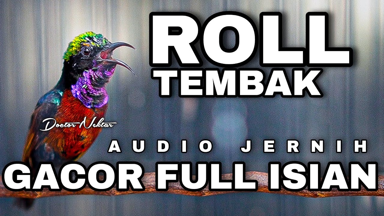 ROLL TEMBAK KONIN GACOR FULL ISIAN COCOK BUAT MASTERAN DAN PANCINGAN KOLIBRI NINJA BAHAN TROTOLAN