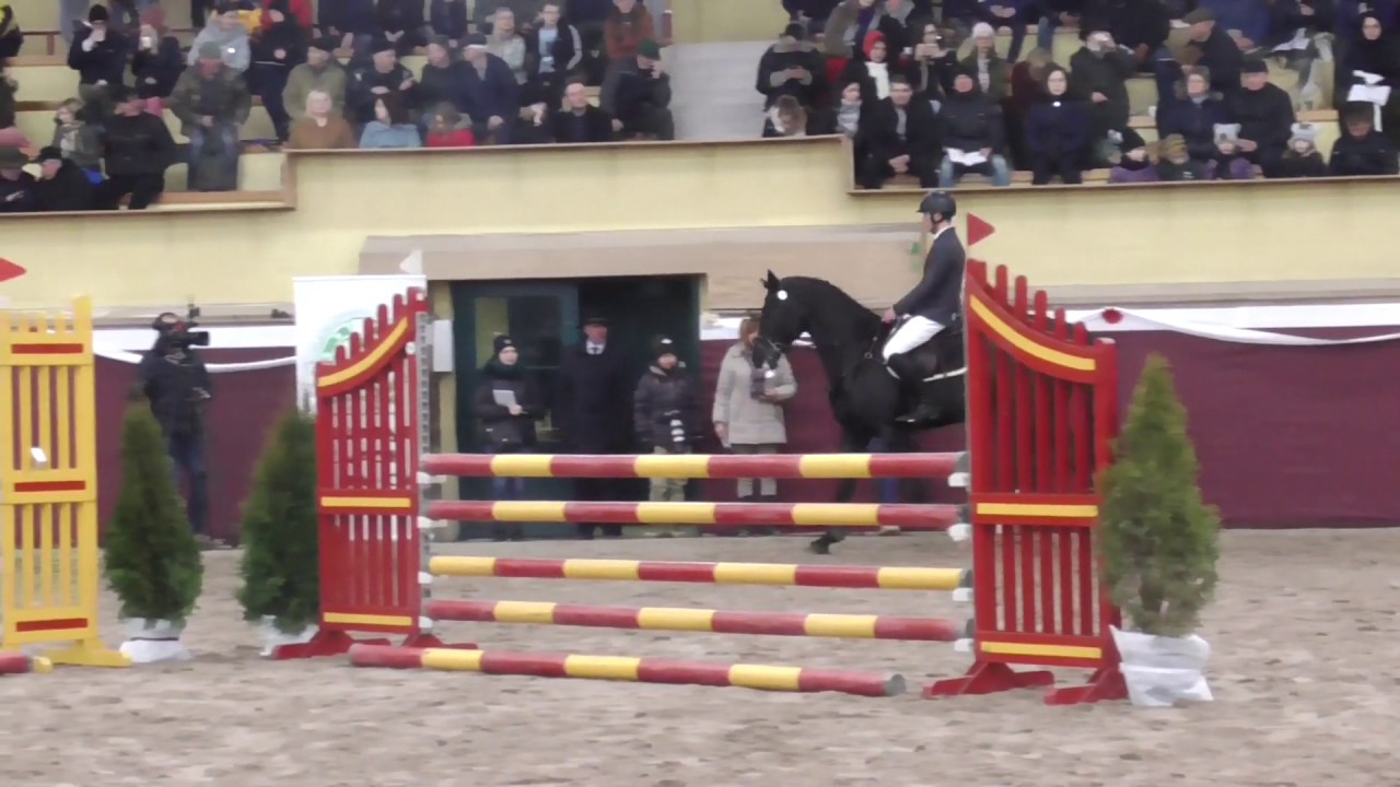 ogier VIGO HEYWOOD HZ ur. 2014 rasa Z (VIGO D'ARSOUILLES x NO LIMIT)