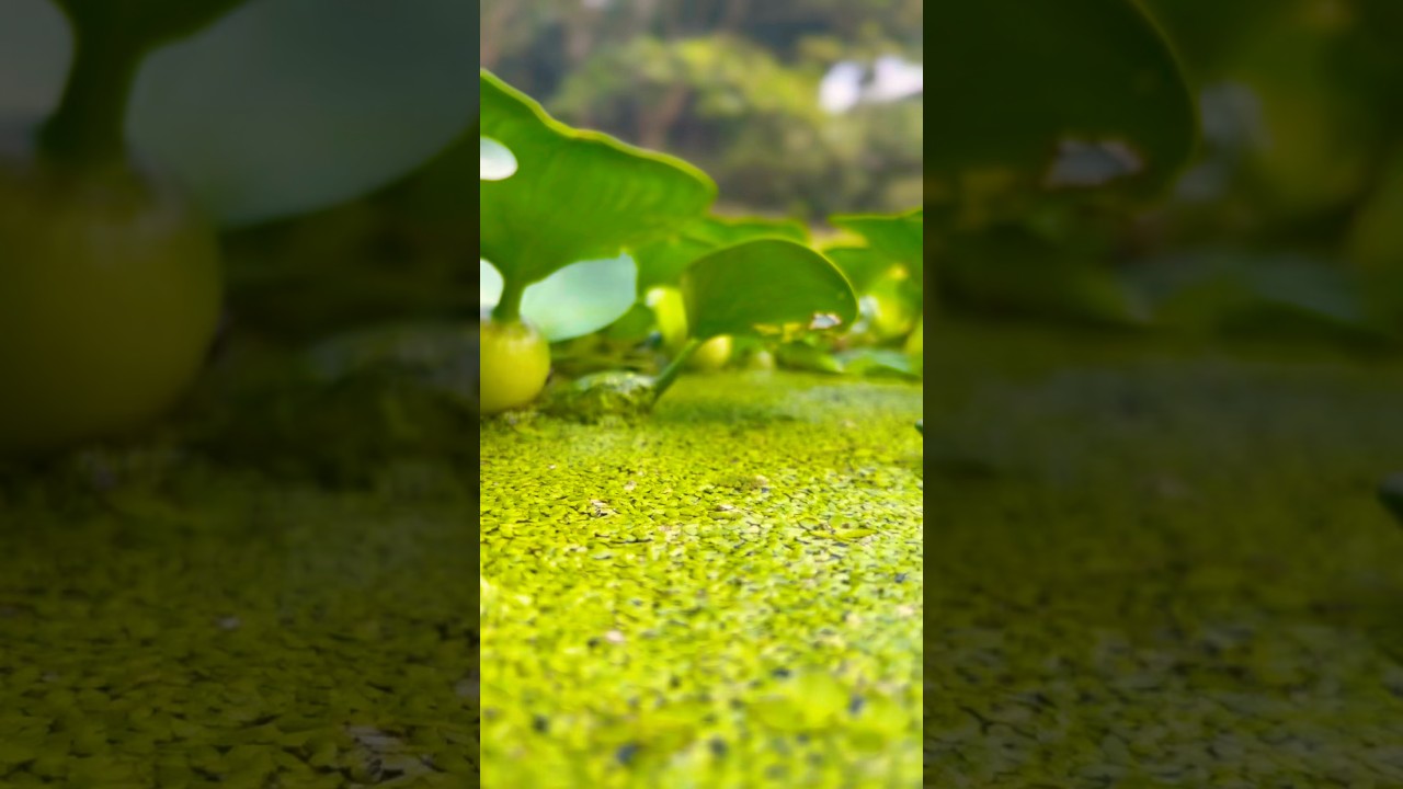 Moss garden. 