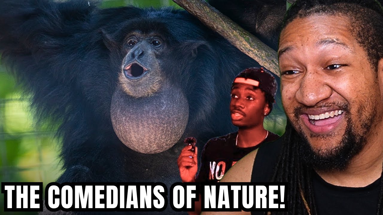 This Animal is the Ultimate Comedy King (Casual Geographic)