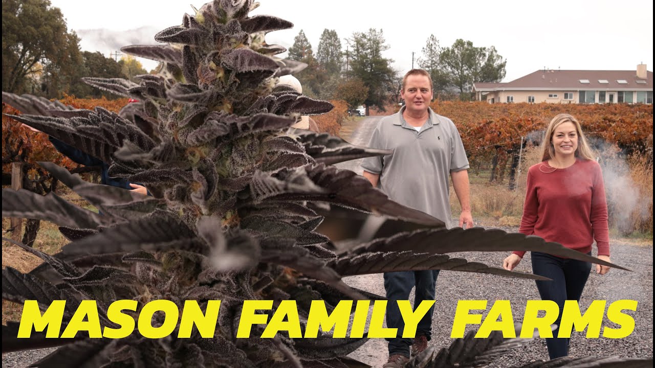Brad the Mad Scientist behind Genetic Evolution at Mason Family Farms || Mendocino, California