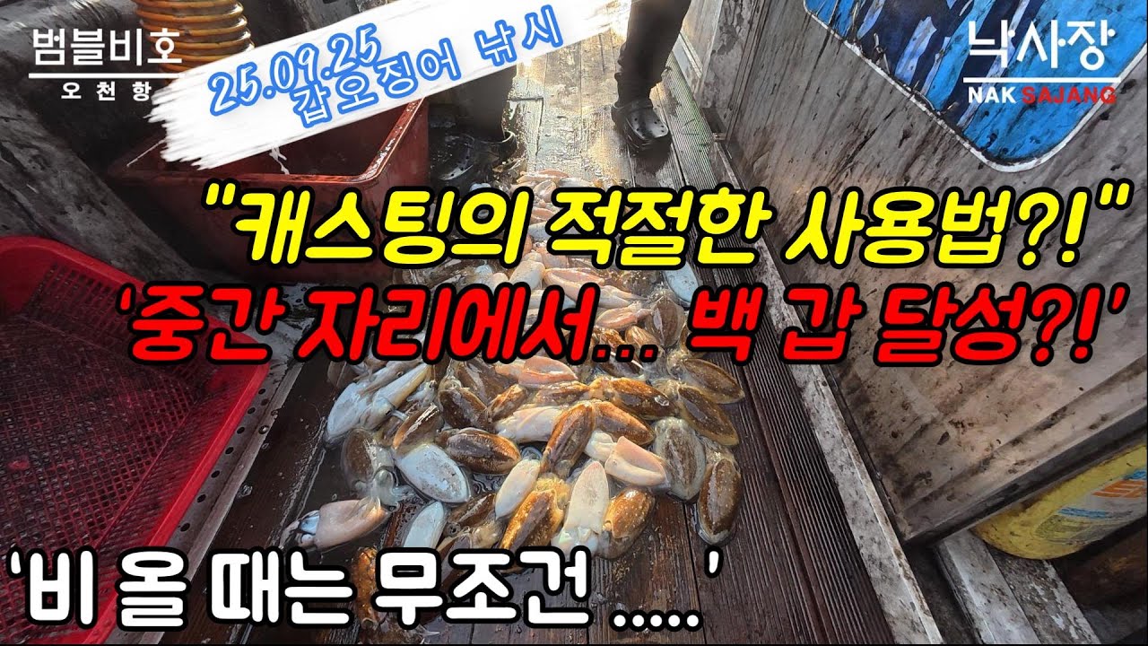 갑오징어 낚시 - “비 오는 날 특효약, 직접 써봤습니다”  #오천항 #범블비호