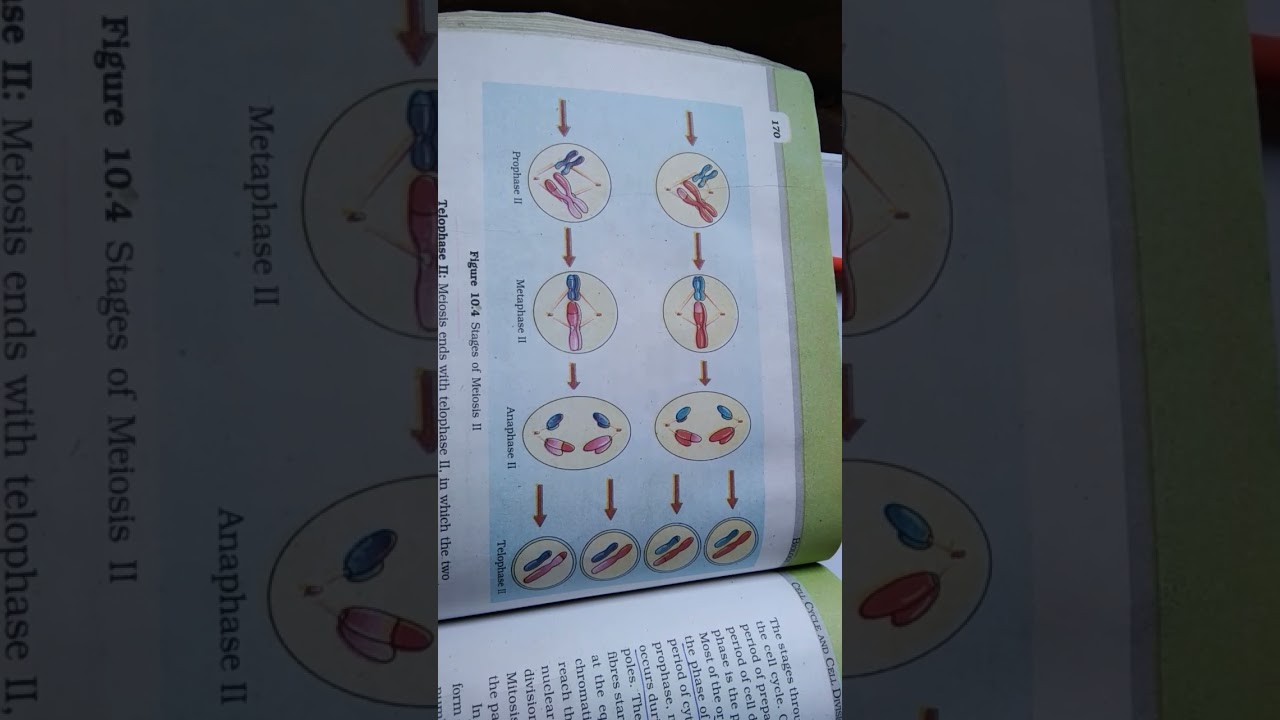 cell cycle and cell division 