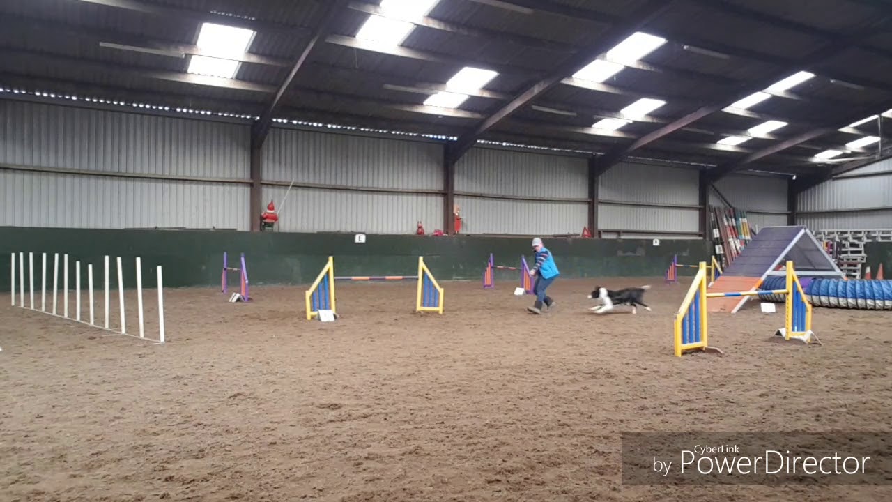 Dog agility running aframe discrimination