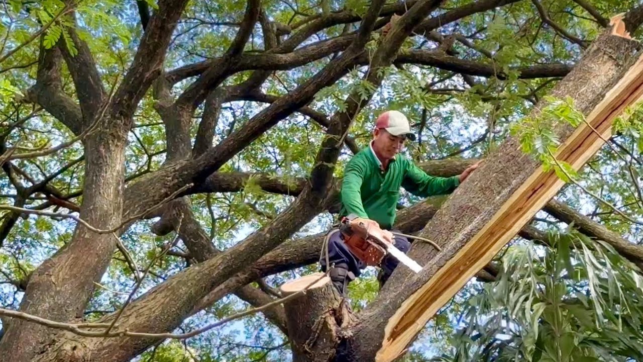 Cưa c&acirc;y  c&ograve;ng  si&ecirc;u  to  si&ecirc;u  nh&aacute;nh  ,Ở  long  xuy&ecirc;n, Mỹ  h&ograve;a  hưng  .Cưa  c&acirc;y  kỷ  thuật  cao  .