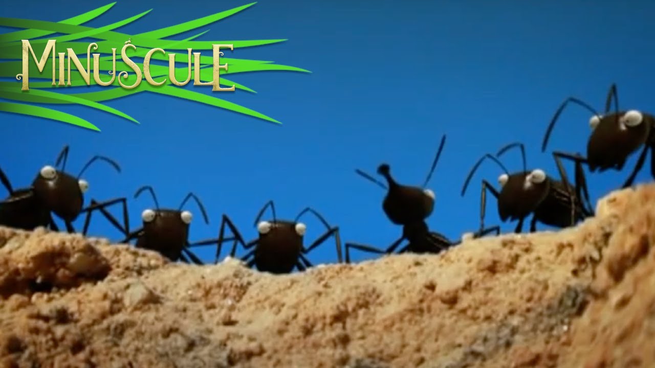 Minuscule - fourmis &agrave; la noix/Shellproof (Season 1)