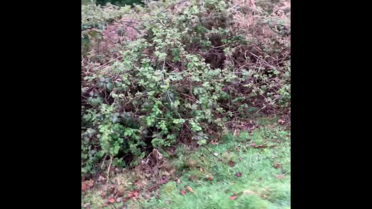 Dachshunds hunting