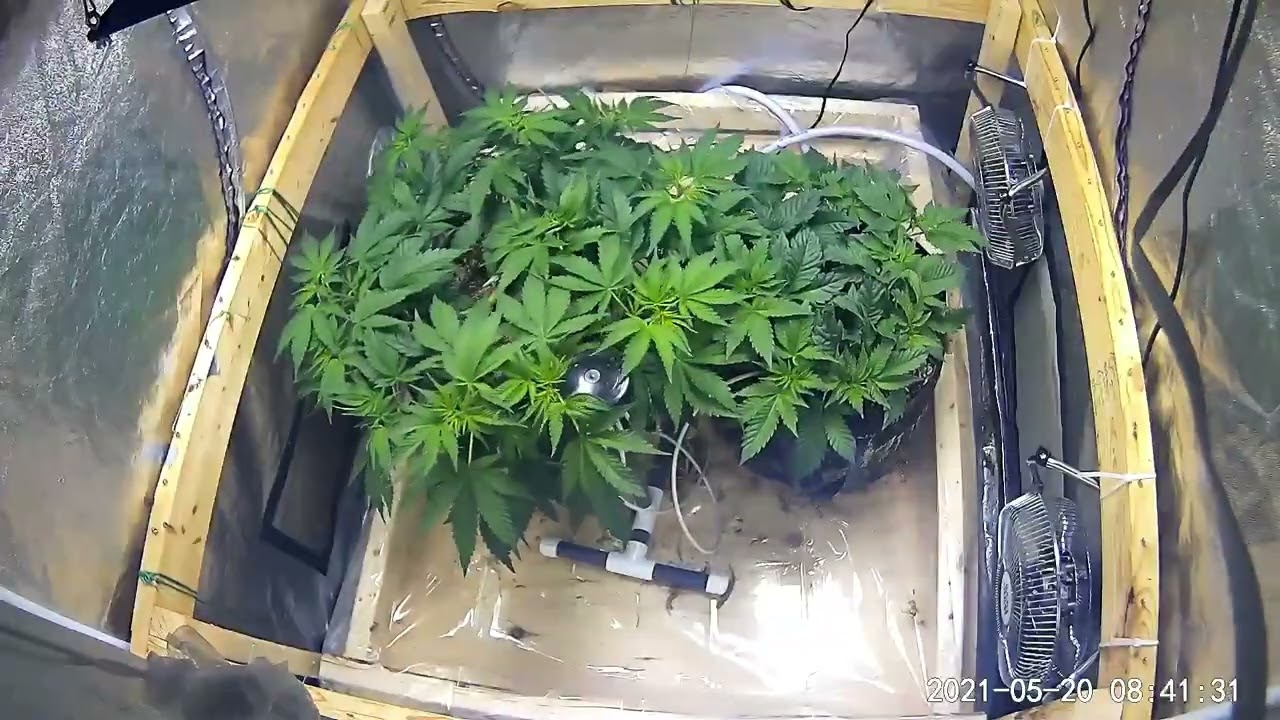 chocolope timelapse