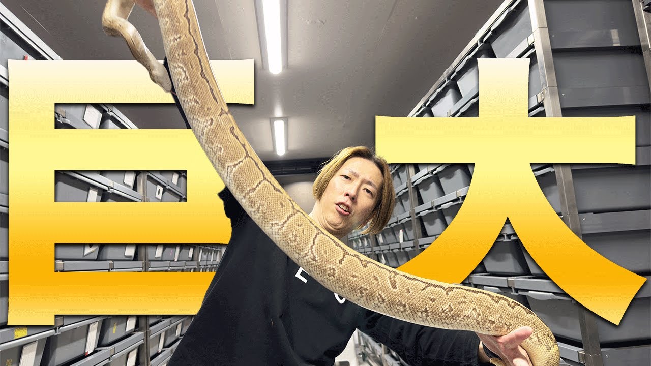 【とびきりサイズ】成長したボールパイソンの巨体