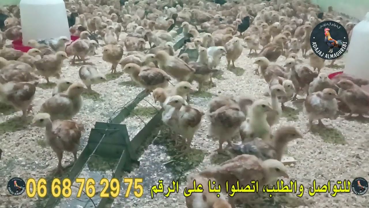 بيع دجاج الكروازي في المغرب  للتواصل المرجو الإتصال على الرقم 0668762975
