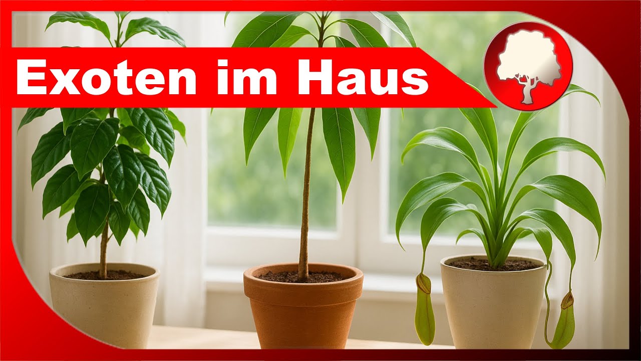 Exotische Pflanzen im Haus - Druchsicht im November im Pflanzenzelt - Großstadtgärtnern