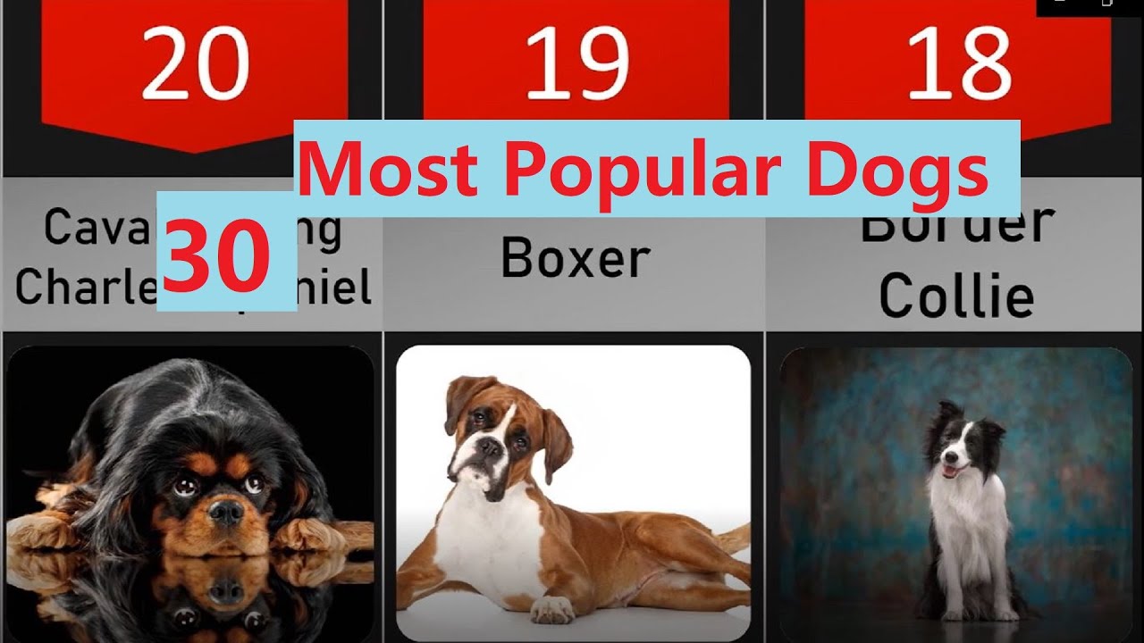 30 Most Popular Dog Breeds That Are Famous All Over the World