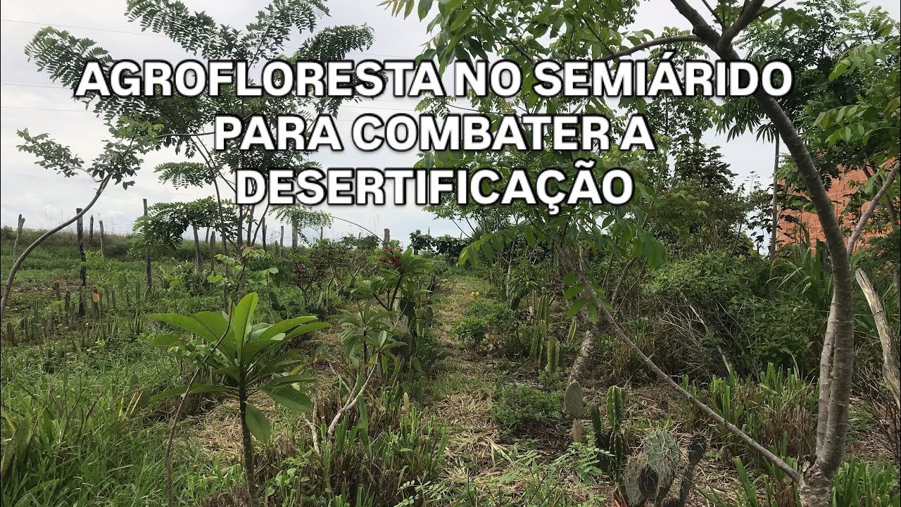 Agrofloresta para evitar desertificação #agroflorestanacaatinga #combateàdesertificação