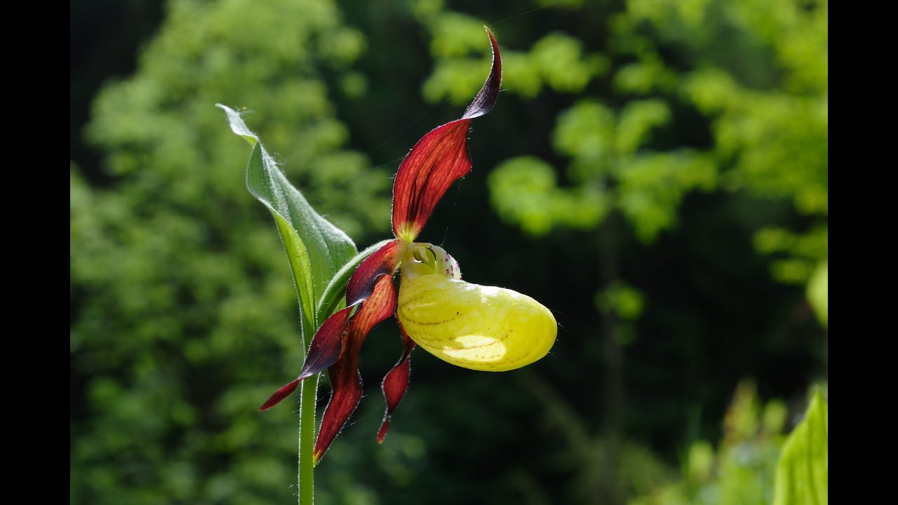 Der Burgberg im Weser-Bergland - Orchideen und andere Waldpflanzen