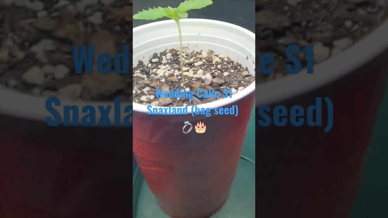 #runtz #weddingcake #stonedninja #dojoseedco #grow #seedlings #MeanRun #6212 #420