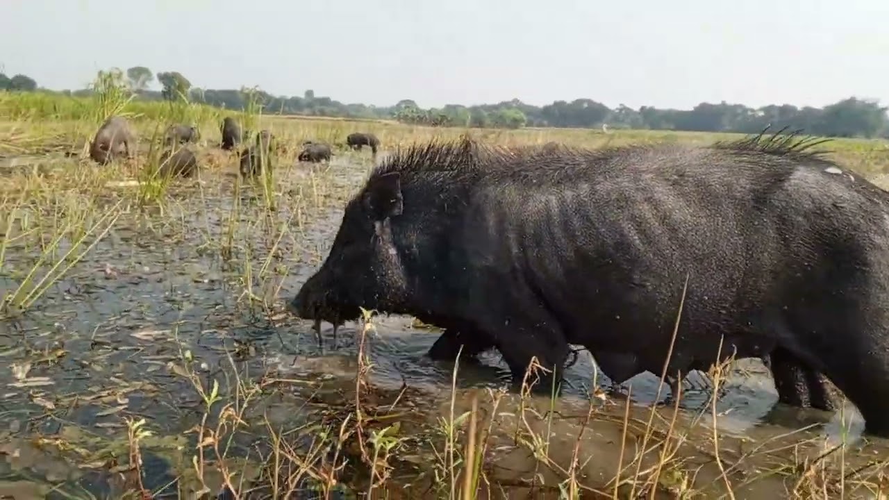 Pigs farming. Village animals farming. Natural animals life 