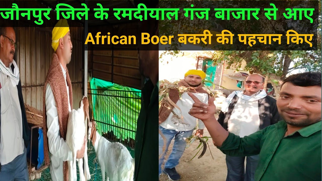 जौनपुर जिले के दो किसान साथी अफ्रीकन बोअर बकरी की पहचान करते हुए ! pihu goat farms #goatfarming#sach