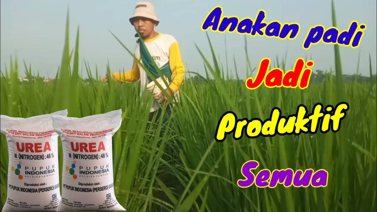 Cara memperbanyak anakan padi produktif | Urea