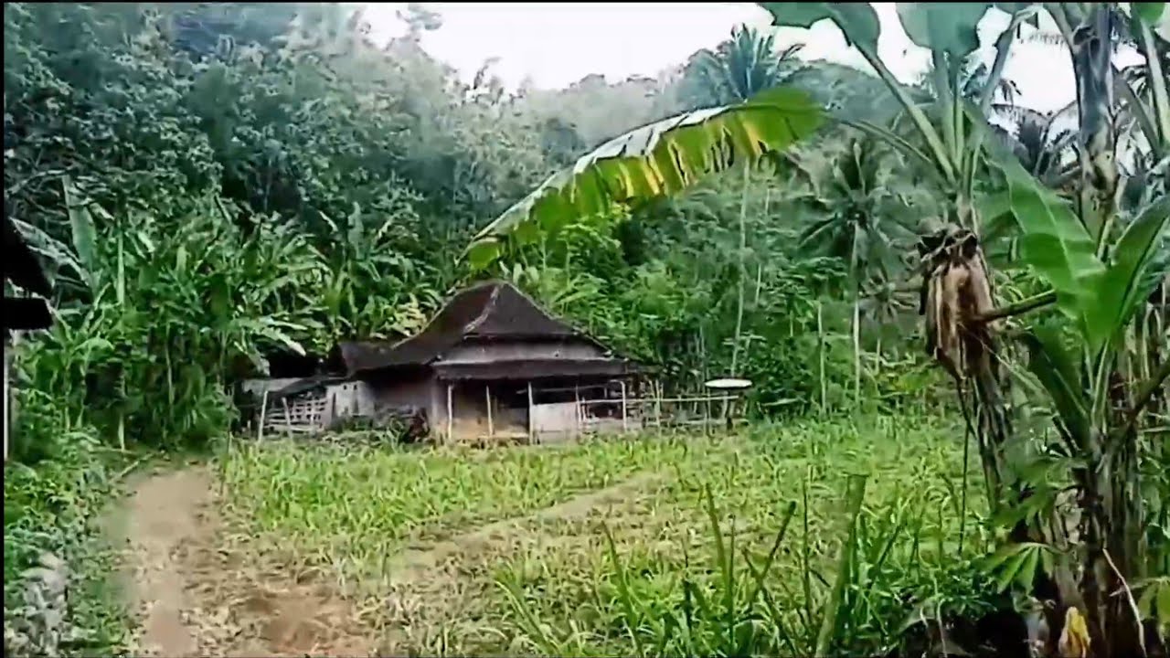 TENTRAM dan damai suasana desa suku Jawa yang hidup di desa pedalaman sehabis grimis 