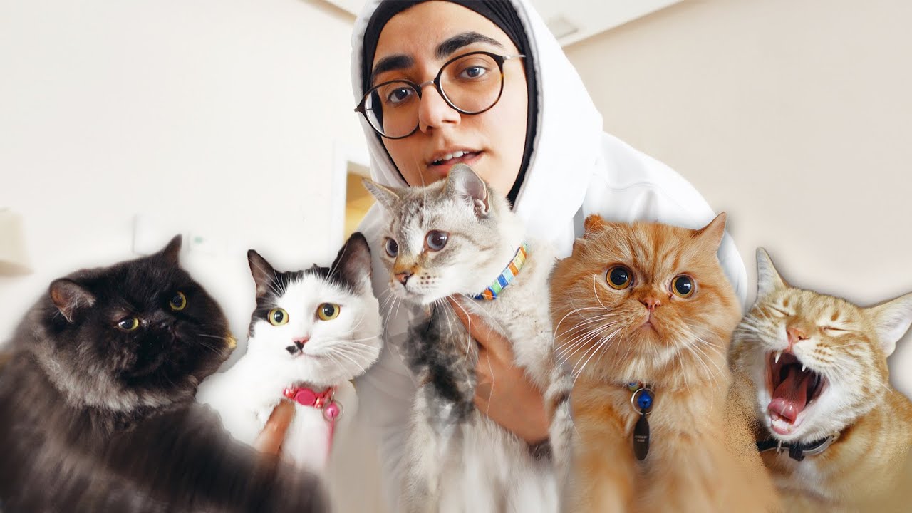 يومي مع ٥ قطط 😺