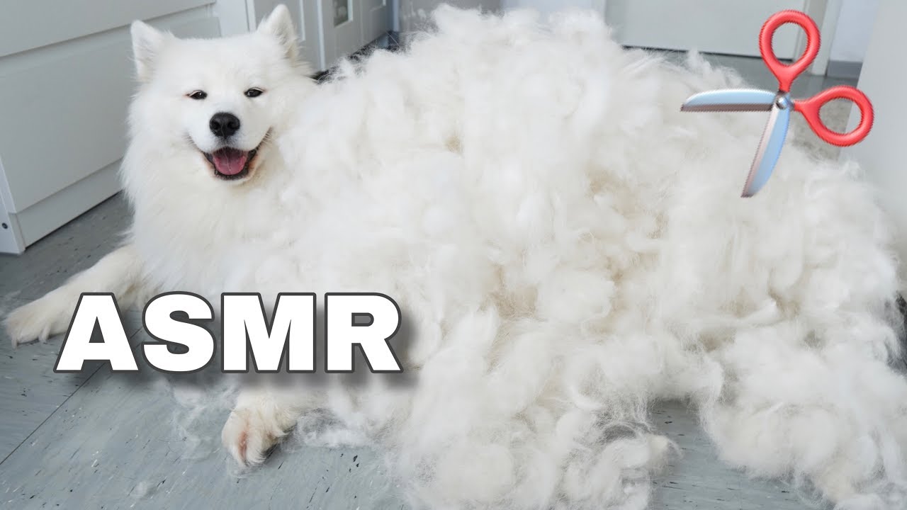 ASMR Relaxing Dog Grooming 🐶✂️