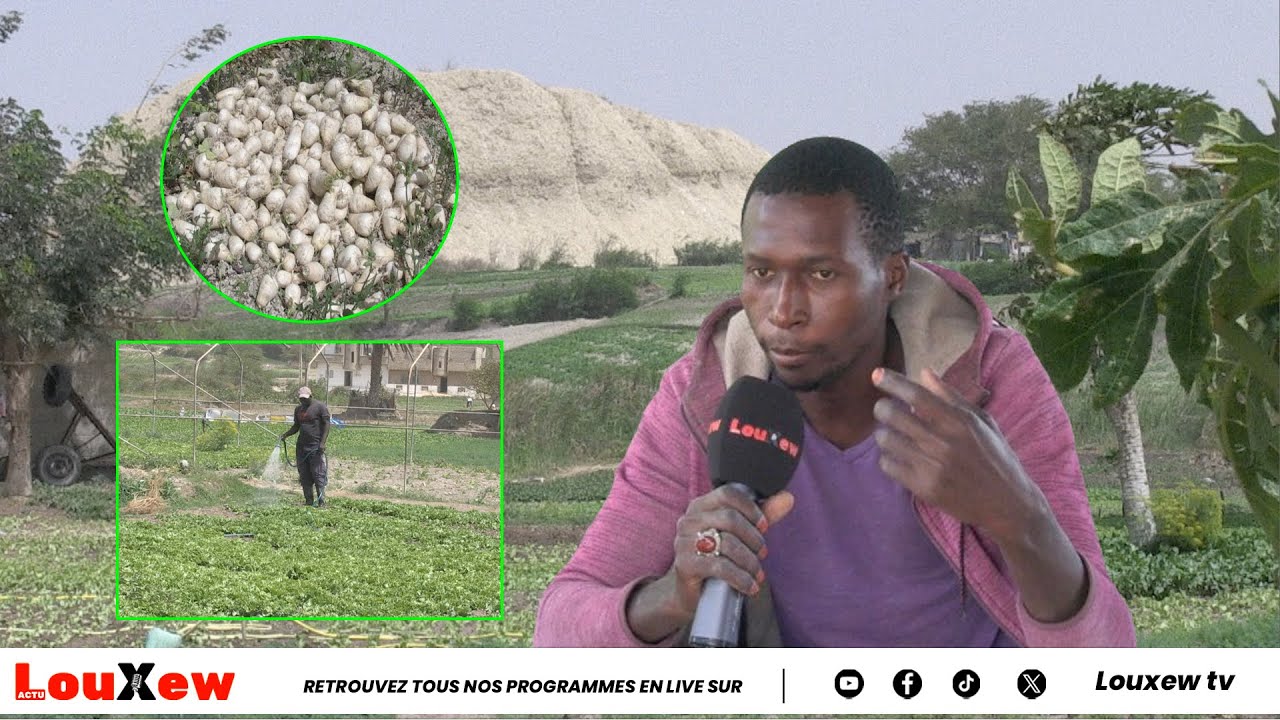 YOONU TOOL: La zone maraîchère du Lendeng,56 ha d'une niche économique et d'un poumon vert pour...