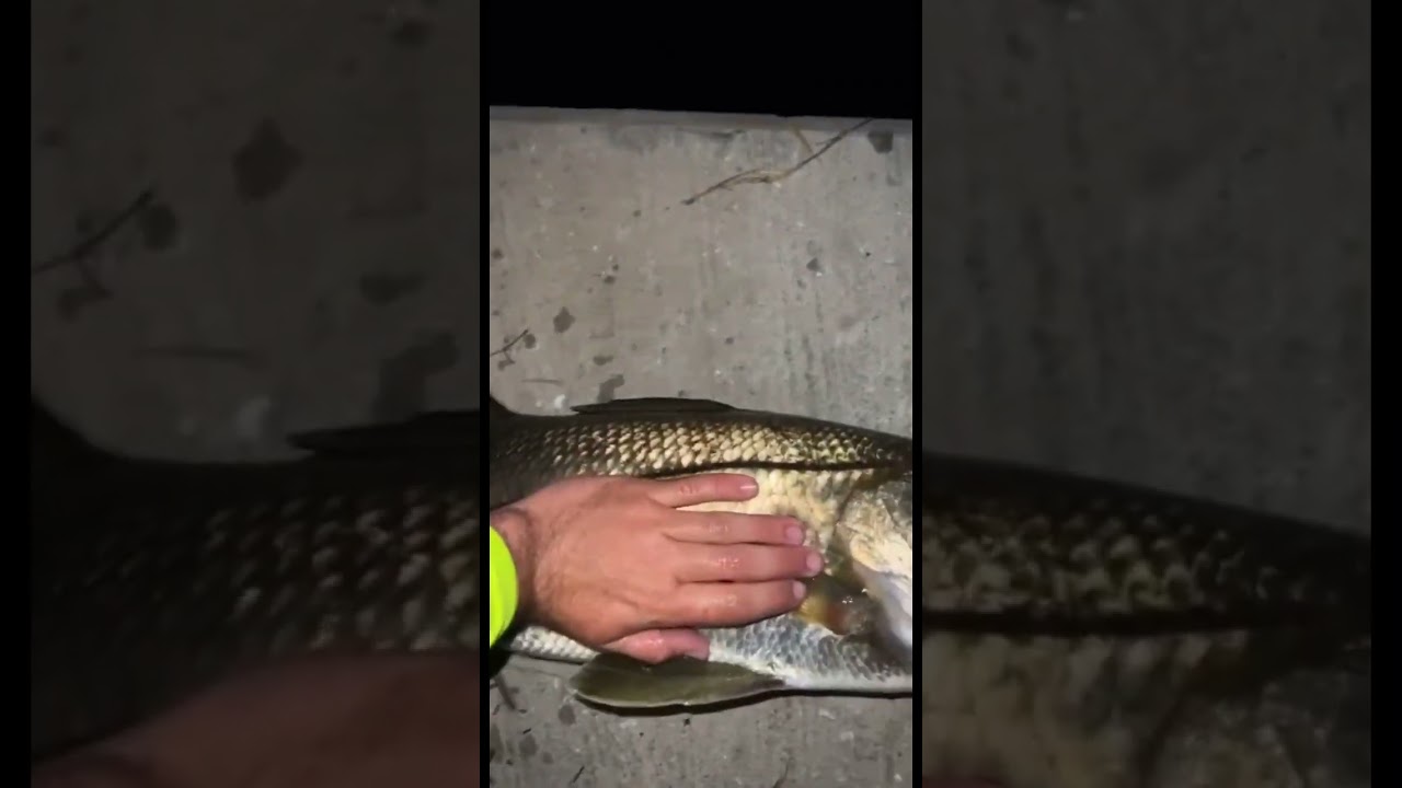 Giant 42 inch snook on the R&R shrimp jig #fishing #saltwaterfishing #tarpon #snook