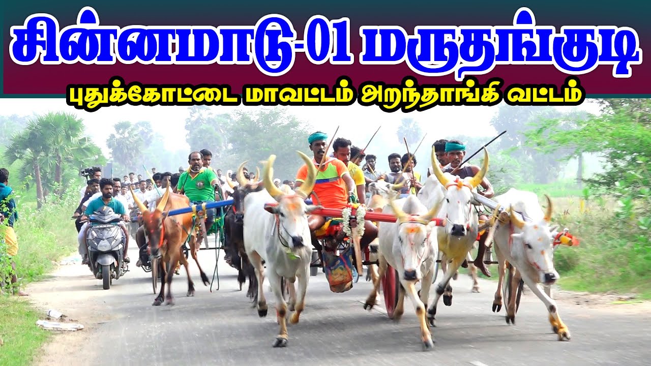 சின்னமாடு-01 மருதங்குடி || 21.12.2025 || Sinnamadu-01 Maruthangudi 