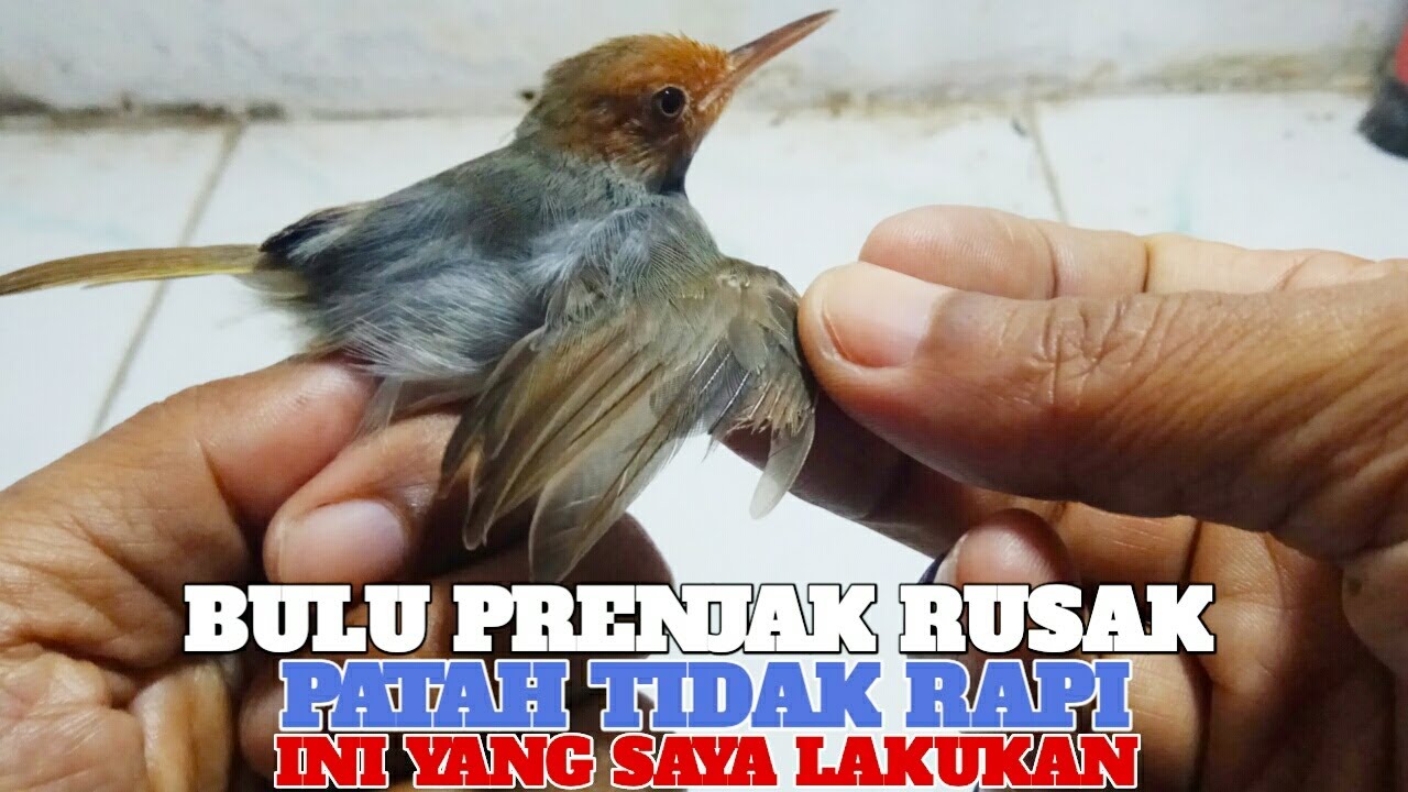 CARA MENGATASI BURUNG PRENJAK KEPALA MERAH MABUNG GAK TUNTAS BULU PATAH RUSAK NGEMBUNG GAK RAPI