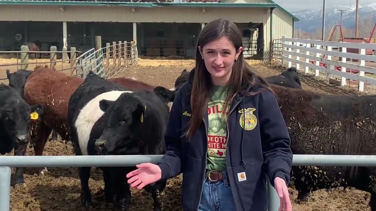 MSU Collegiate FFA Tutorial: Livestock Evaluation CDE