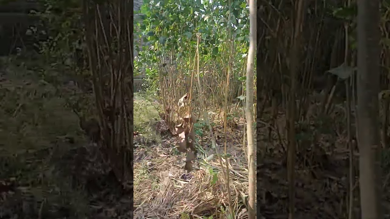Italian poplar fastest growing trees to earn money in Pakistan 03120151856