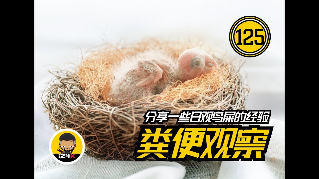 鹦鹉粪便含有的信息【#125】手养鹦鹉【问答】本期不下饭~~聊聊日常看屎~鸟子健康的第一指标~
