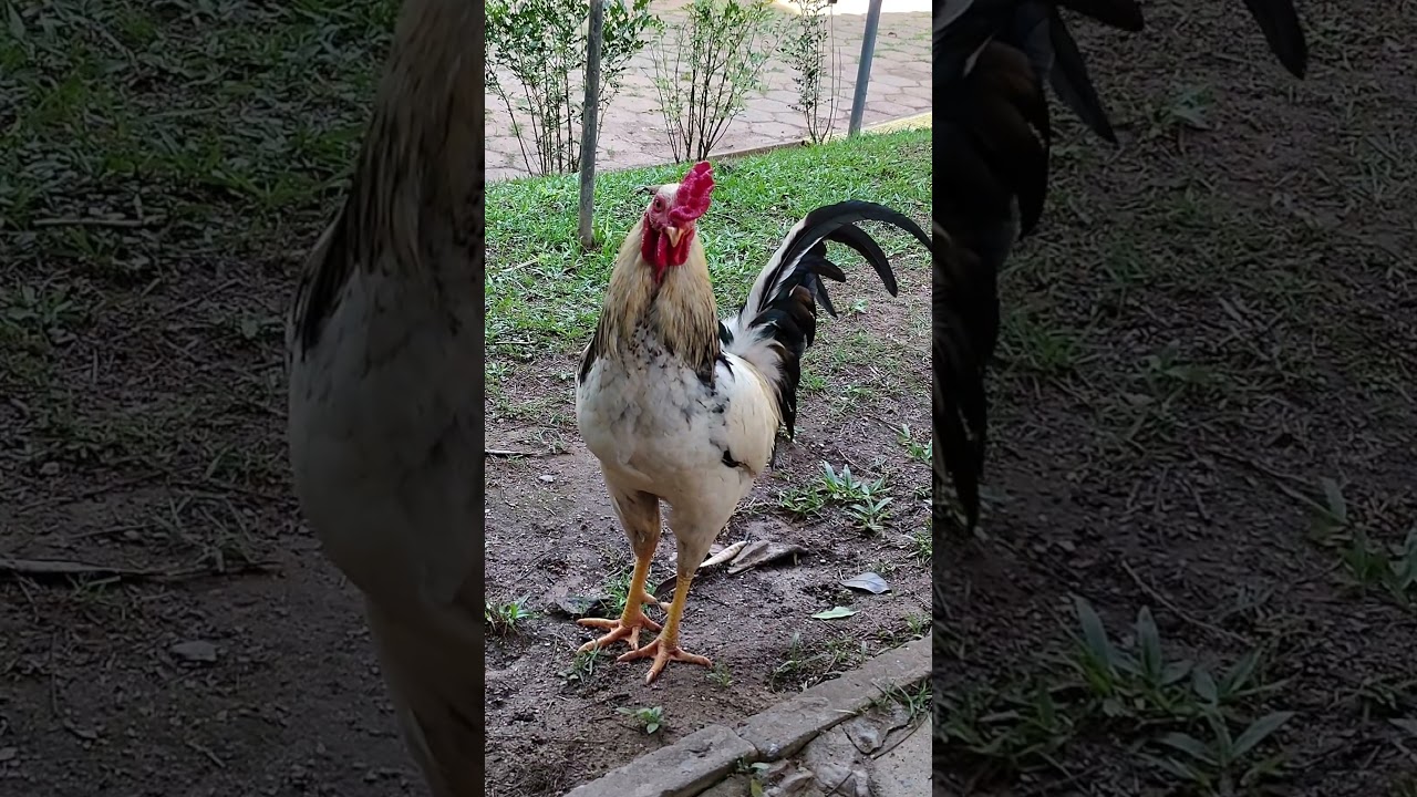 Vida no interior 🐓