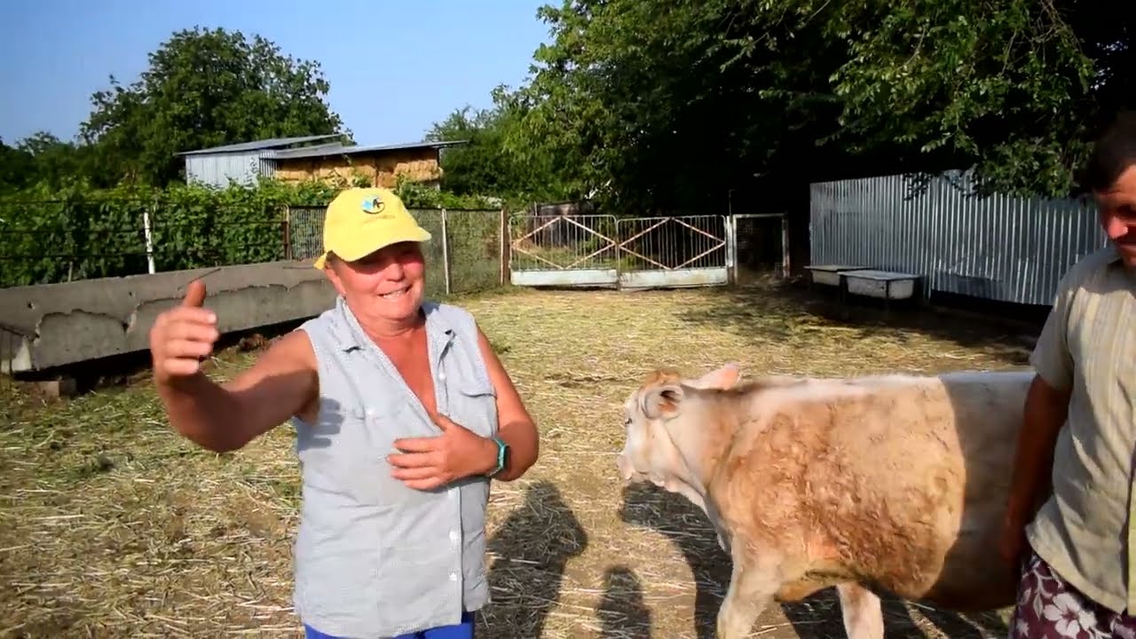 Купили корову як у Бобошко🤝дає по 35л молока💪 породи Brown Swiss, корови як бізнес або казки Бобошко