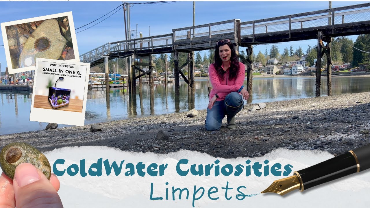 Coldwater Curiosities 03 Limpets