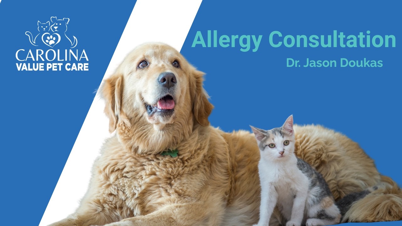 Allergy Consults Intro