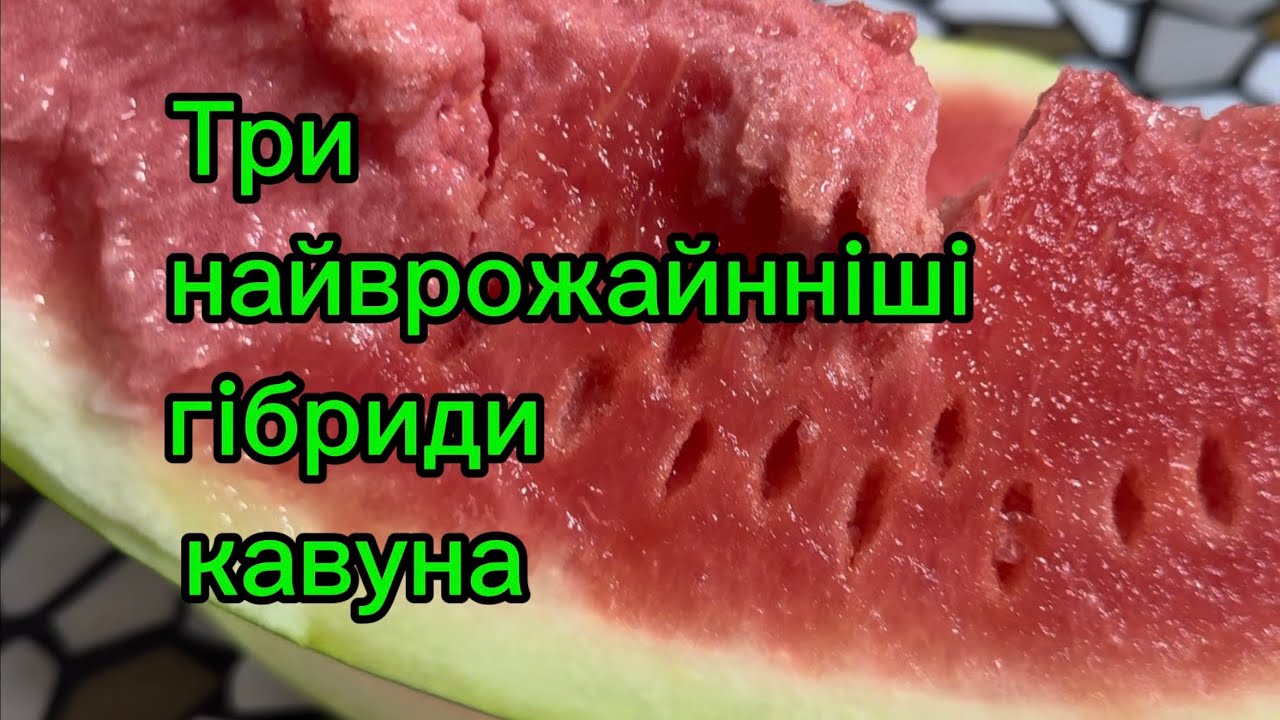Гібриди кавунів, які показали себе найкраще в 2025 році 🍉👍