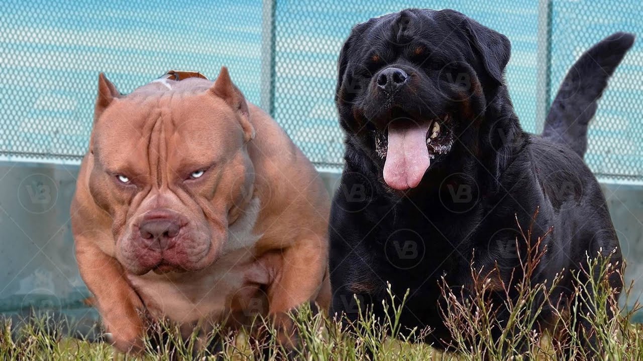 Only These Dogs Are Better Than a Rottweiler