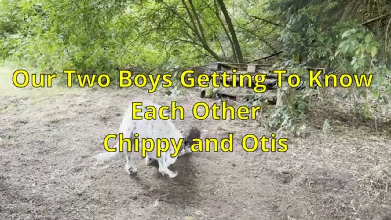 New Dogs Getting To Know Each Other