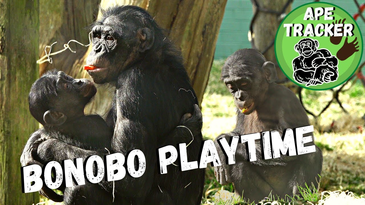 Bonobo Baby Playtime With Mum