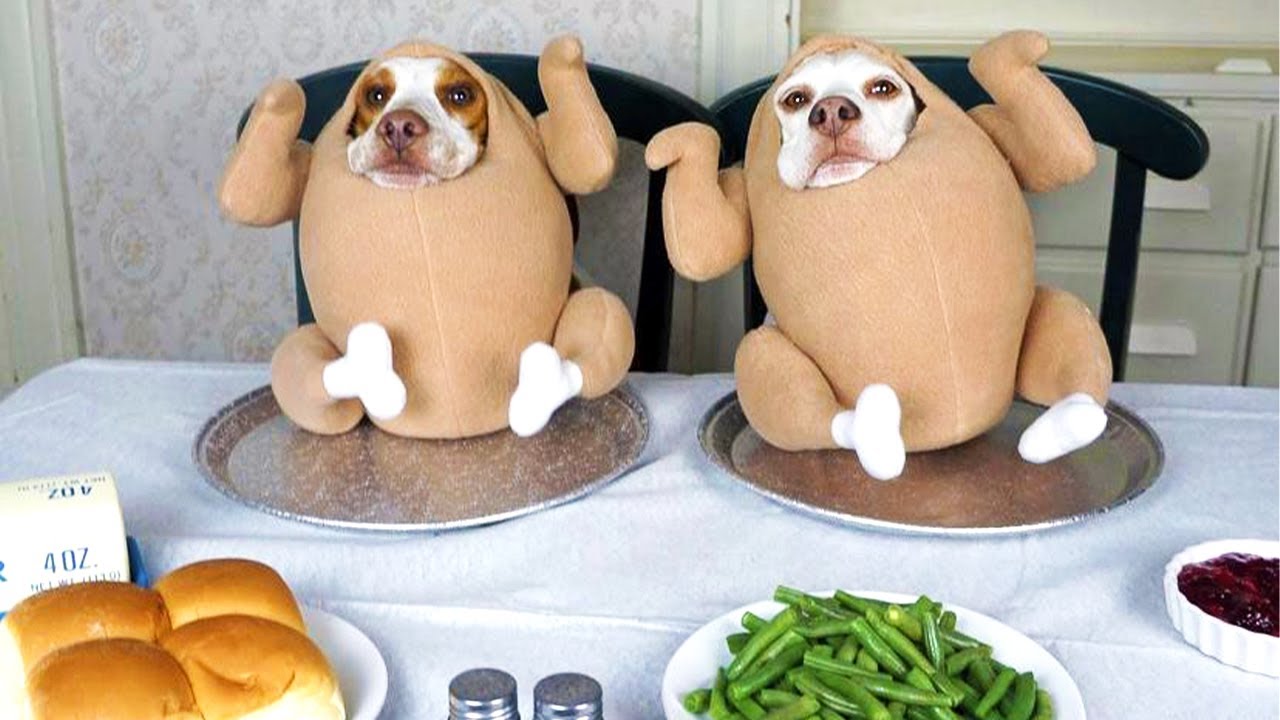 Funniest Animal Videos 😂 Silly & Dramatic Pets Caught on Camera 🐾