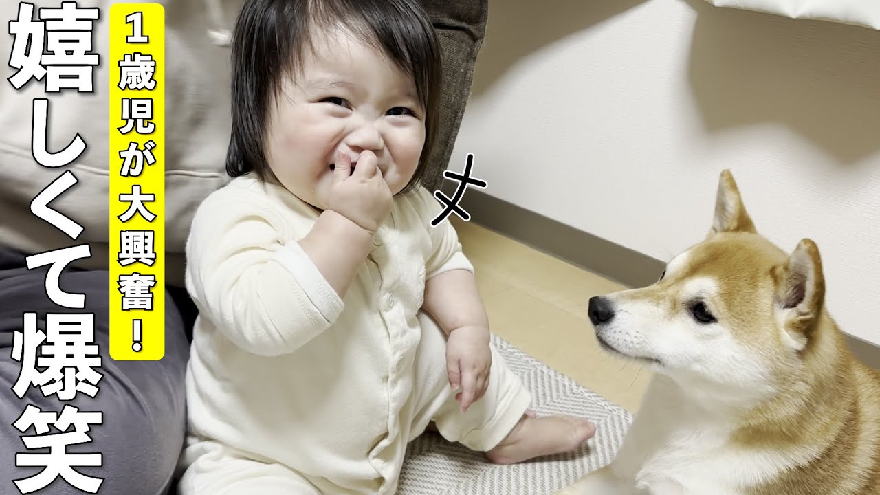 柴犬の思いがけない優しさが嬉しくて大爆笑する１歳児