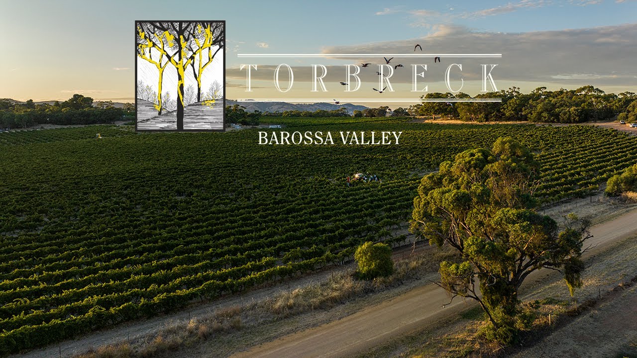Torbreck Tales: First Pick Semillon