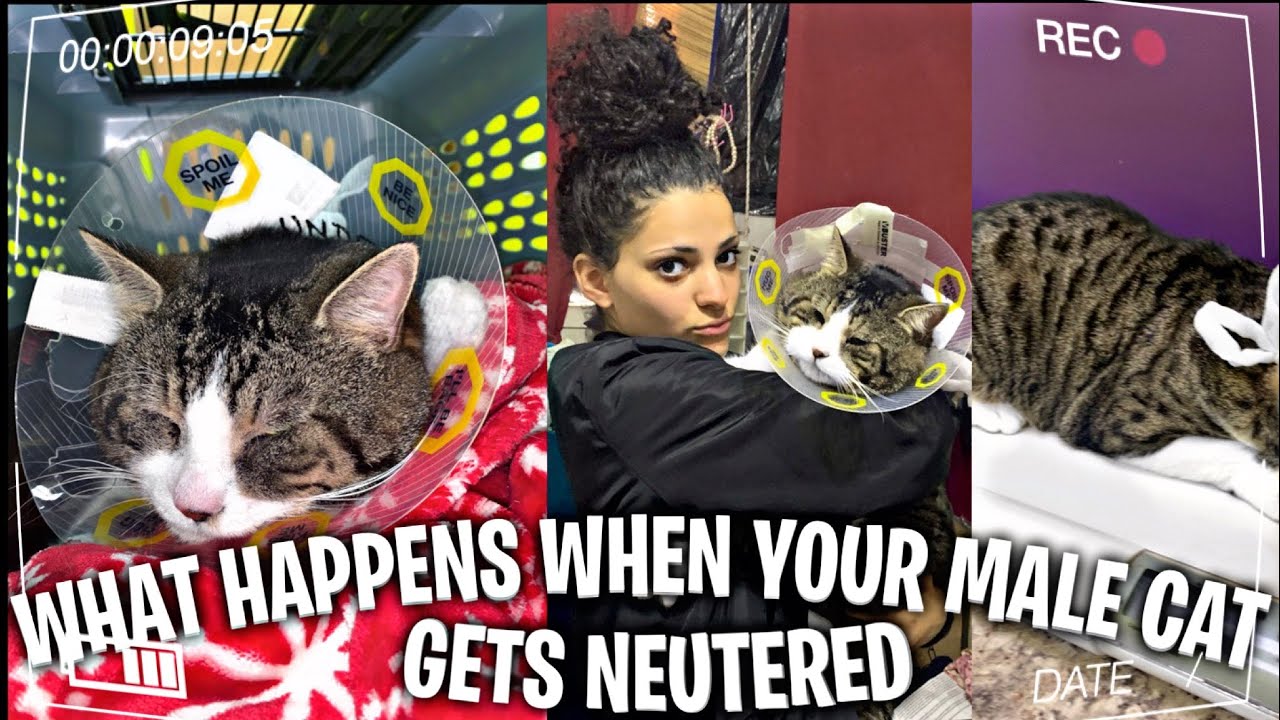 What Happens When Your Male Cat Gets Neutered