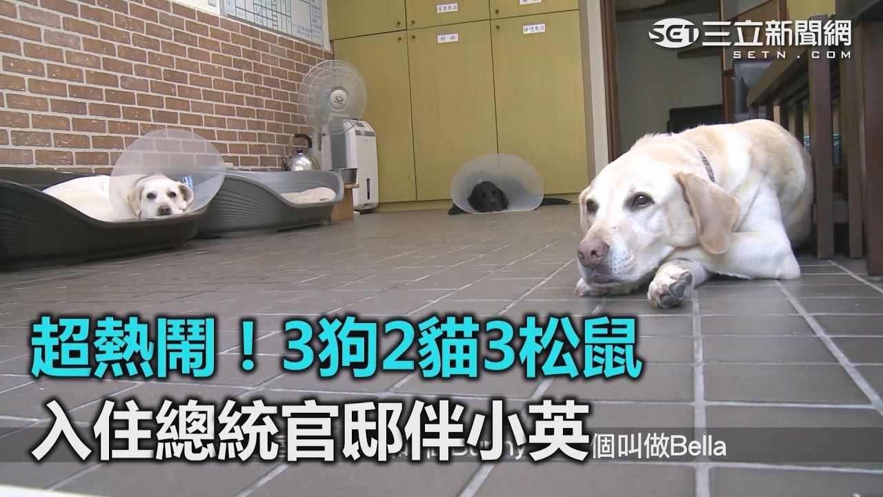 超熱鬧！3狗2貓3松鼠 入住總統官邸伴小英｜三立新聞網SETN.com