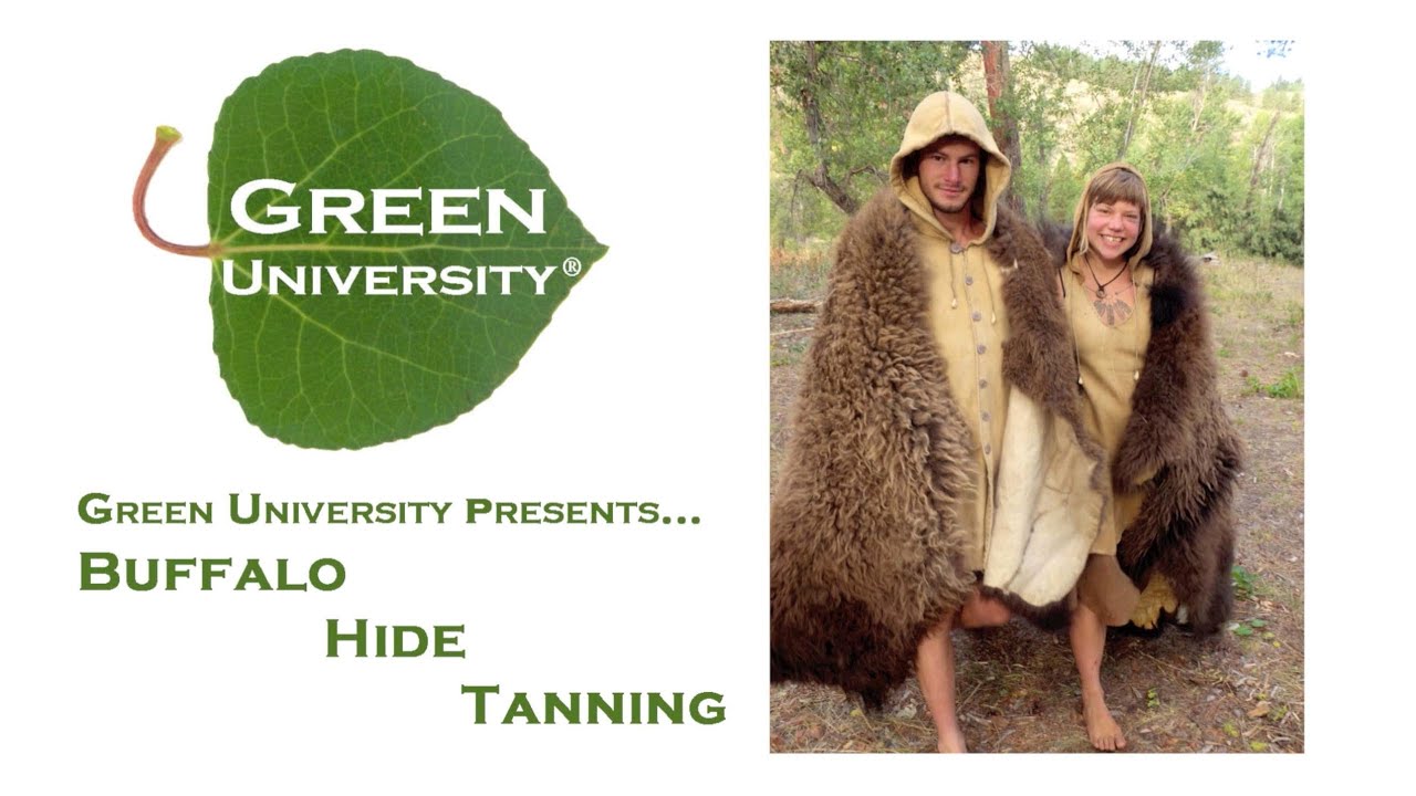 Buffalo (Bison) Hide Tanning: Braintanning a Buffalo Robe